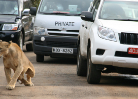 Two Lionesses Escape Nairobi National Park, Sighted Near Ongata Rongai