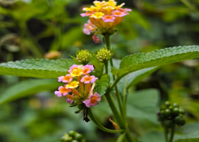 Why Kenyans Are Turning to Toxic Lantana as a Herbal Remedy