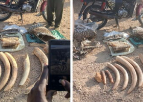 Five Arrested as KWS Seizes Elephant Ivory in Turkana and Namanga