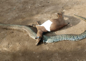 Farmer Kills Python After It Strangled His Pregnant Goat in Kisumu
