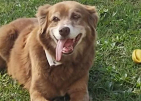 Dog Who Stayed at Owner’s Graveside for a Decade Inspires New Law in Brazil