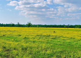 Living Abroad? Your Land in Kenya May Be at Risk