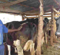 US Firm to Give Kenyans Access to Online Agricultural Data
