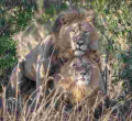 Kenya Film Classification Board Boss Ezekiel Mutua Reacts to 'Gay' Lions Spotted in Maasai Mara