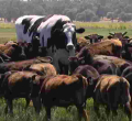 Meet Knickers, the Giant Australian Cow Who Has Fascinated Global Internet Users