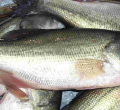 Lab Tests Find Chinese Fish in Kenyan Market Contain Toxic Metals Including Mercury
