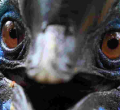 Man Killed by 'World's Deadliest Bird' He Kept as Pet in His Backyard