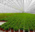 US Marijuana Company Bangi Inc. Seeks Listing on Nairobi Securities Exchange
