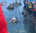 Likoni Accident: Car, Bodies Finally Pulled Out of Indian Ocean 13 Days After