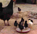 Bizarre: Chicken Startles 6-Month-Old Baby to Death in Kenya