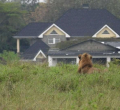 Panic as Stray Lion Mauls Man Outside Nairobi National Park