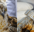 Migratory Bird That Flew 6,900Km from Finland to Kenya Dies in Nairobi
