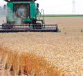 Kenya Lifts Ban on Wheat Imports from the US