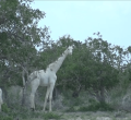 World’s Only Female White Giraffe, Calf Killed by Poachers in Kenya