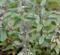 Kenyan Scientists Test Efficacy of Popular Herb 'Wanjiru wa Rurii' in Treating Covid-19