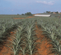 US Offers to Build Sh3 Billion Hospital on Murang'a Land Ceded By Del Monte