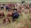 Teenager Thwarts 74-Year-Old Father's Marriage to Fourth Wife as He Flees with 17 Cows Meant for Dowry