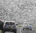 Kenya Warned of Second Wave of Desert Locusts Infestation in November 