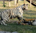 Uganda Imports Two Tigers from South Africa in Exchange for 25 Monkeys