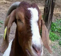 Kenyan Man Snatches Goats from Woman's Home After She 'Ate'  Fare 