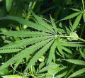 Gov't Says Marijuana Still Illegal in Kenya Despite Delisting from World's Most Dangerous Drugs List