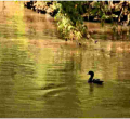 Kenyans Online React After Duck is Spotted Swimming in the Polluted Nairobi River 