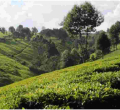 Why Wealthy Kenyans are Fleeing Posh Nairobi Estates for Tigoni and Miotoni 