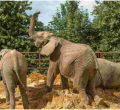 13 Elephants to be Flown from the UK to Kenya in Rewilding Project 