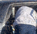 KRA Officer Dies After Attack by a Swarm of Bees in His Car 