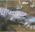 Kenya on the Brink of Losing its Only Alligator
