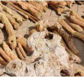 Five Kenyans Arrested Smuggling 1,500 Kilograms of Endangered Sandalwood Worth Sh6 Million