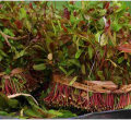Kenya to Resume Miraa Exports to Somalia After a Two-Year Ban 