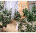 Police Nab Cultivated Bhang Worth Sh1 Million in a Six-Bedroom 'Greenhouse' in Eldoret