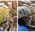 Presidential Contender George Wajackoyah Tours Marijuana Farms in the US 