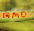 Gov't Set to Appeal High Court Ruling on GMO Crops Ban