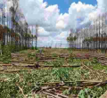 Police Probe Invasion of Kenyatta Family’s Ruiru Farm by Goons 