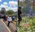 PHOTOS: Goons Invade Kenyatta Family’s Farm in Ruiru, Cut Down Trees and Steal Livestock 