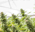 Should Kenya Legalize and Start Bhang Exportation?