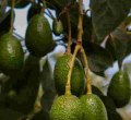 Renewed Hope for Farmers as Ovacado Exports Resume 