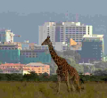 Nairobi Climbs to 4th Place in Africa's High-Rent City Rankings