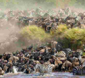 Maasai Mara Fee Hike Drives Tourists to Serengeti as Wildebeest Migration Begins