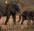 Why Namibia Plans to Slaughter 723 Wild Animals