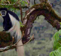 Luhya's Primate Delicacy at Odds with Mpox Fears