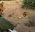 How Chinese Tourist Boosts Local Incomes in Maasai Mara