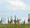 KWS Outlines Rules for Upcoming Free National Parks Day