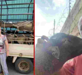 Wall Street Pro Turns to Dorper Sheep Farming in Kenya