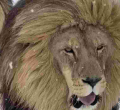 South African Lions, lionesses Enjoy Unexpected Snowfall 