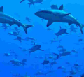 Kenyan Fishermen Face Charges in Madagascar for Illegal Shark Trade 