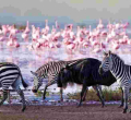 High-Tech Tracking as Nakuru's Wildlife Census Goes Digital