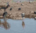 Report: African Wildlife Numbers Drop 76% in Five Decades